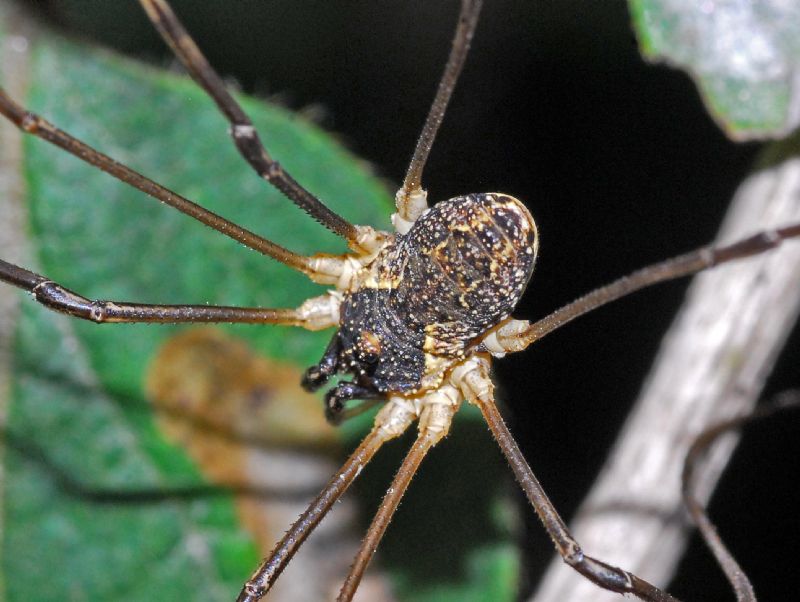 Mitopus morio - Phalangiidae